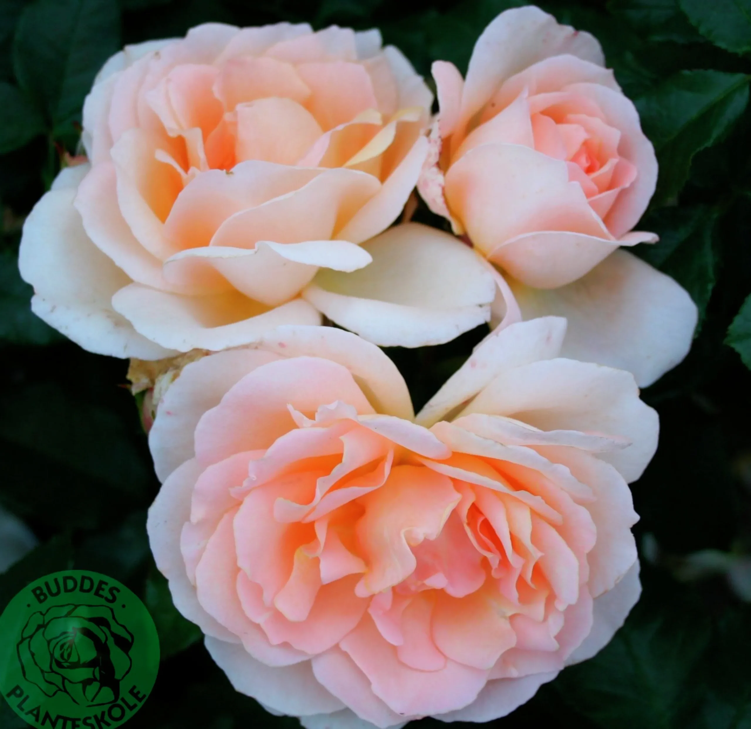 Storblommig ros 'Morten Korch' 'Harmisty' Barrotad>Omnia garden