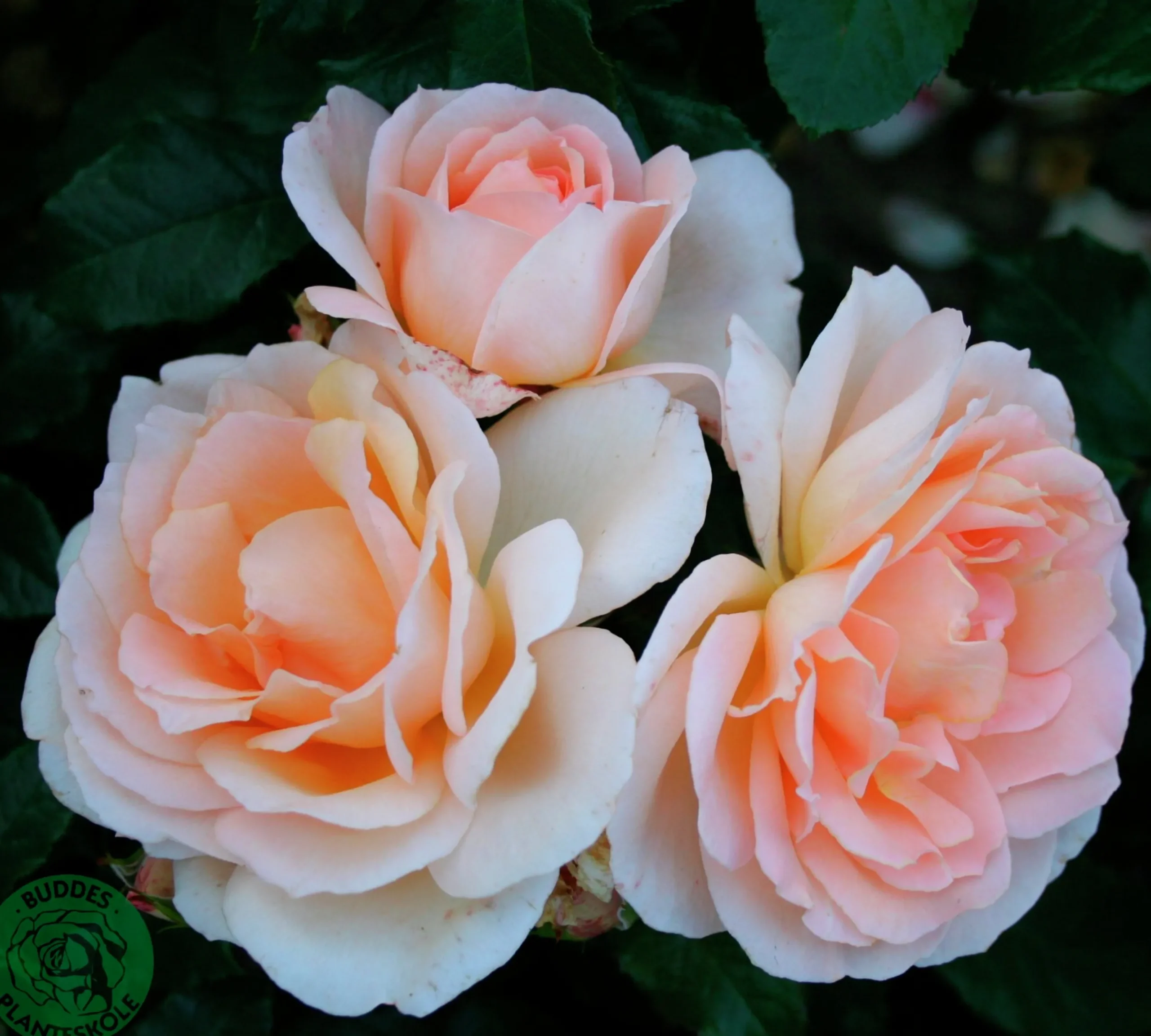 Storblommig ros 'Morten Korch' 'Harmisty' Barrotad>Omnia garden