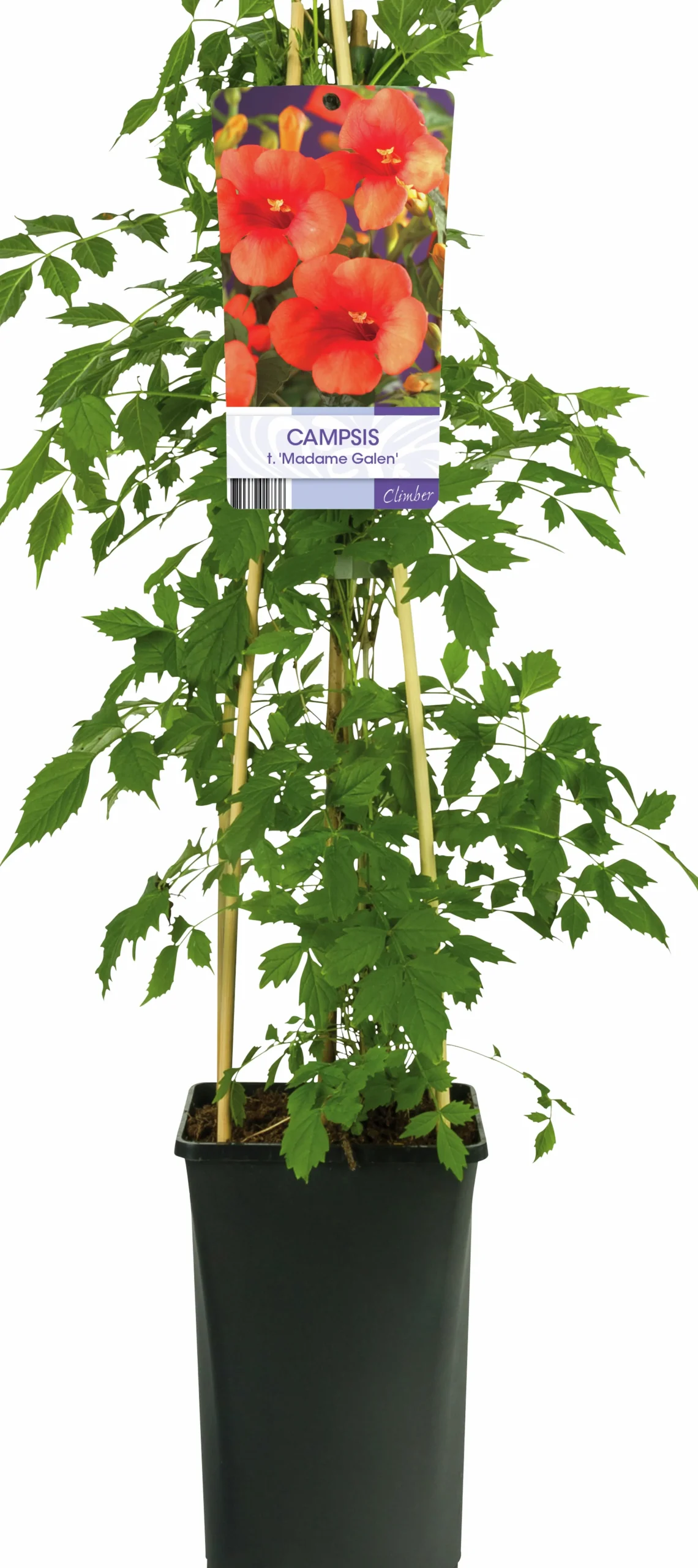 Storblommig trumpetranka 'Mme Galen'>Omnia garden
