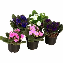 St Paulia Mix>Danblumen Hot