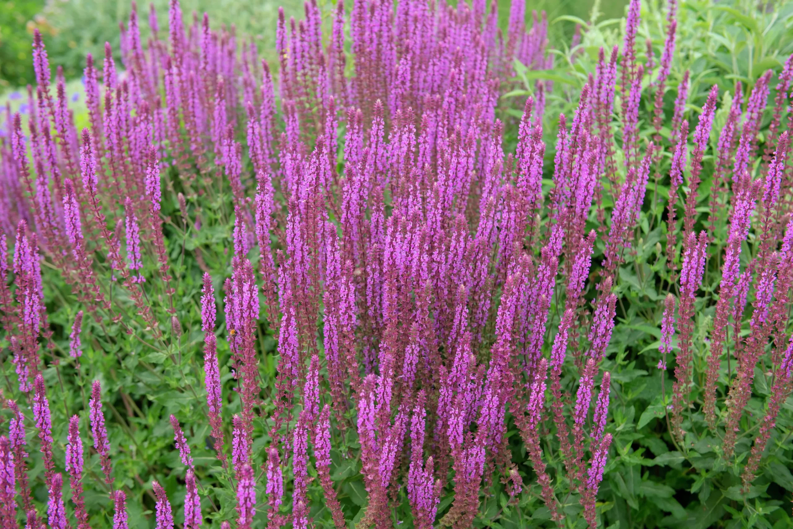 Stäppsalvia 'Amethyst'>Omnia garden Hot