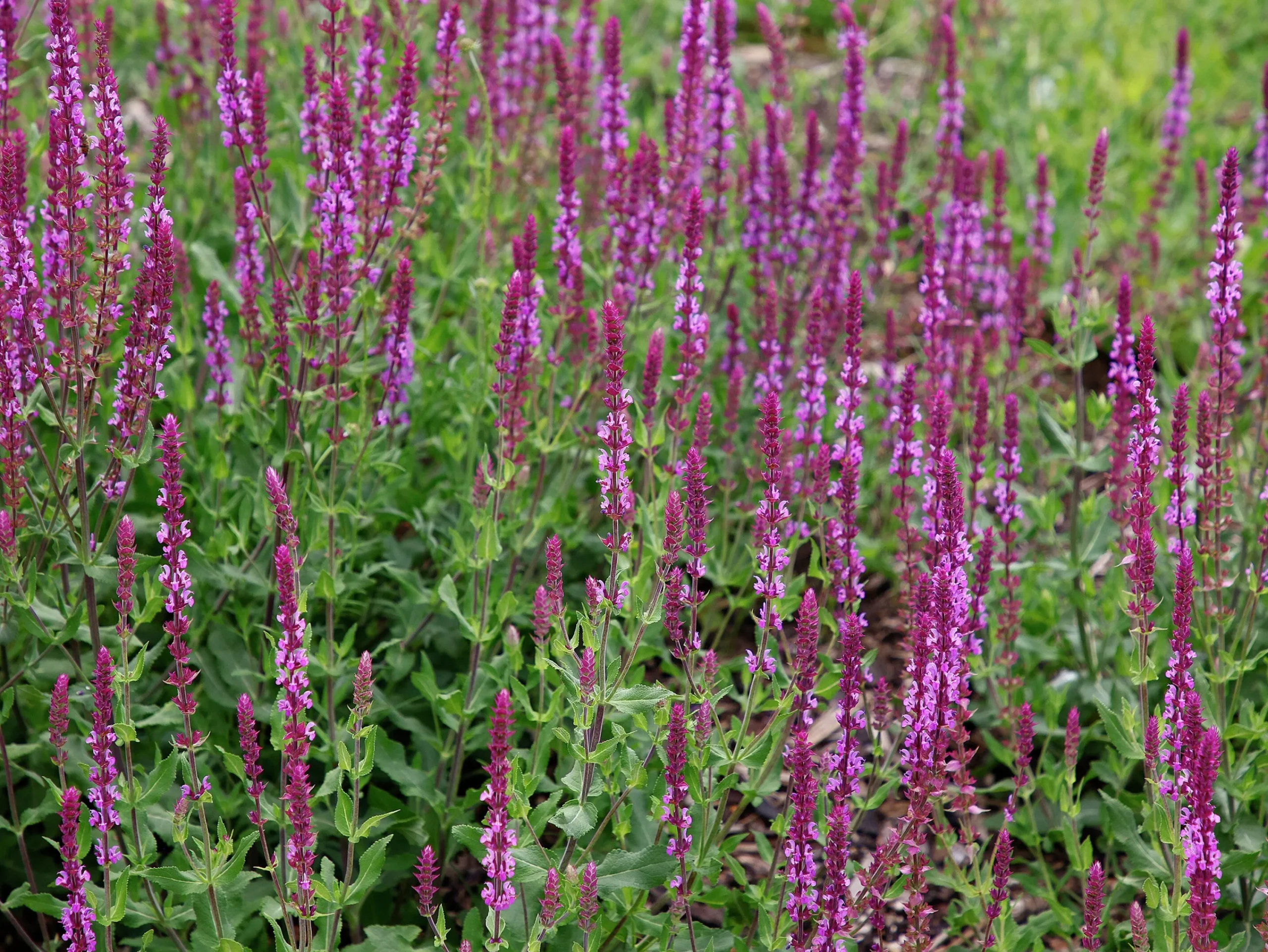 Stäppsalvia 'Amethyst'>Omnia garden Hot