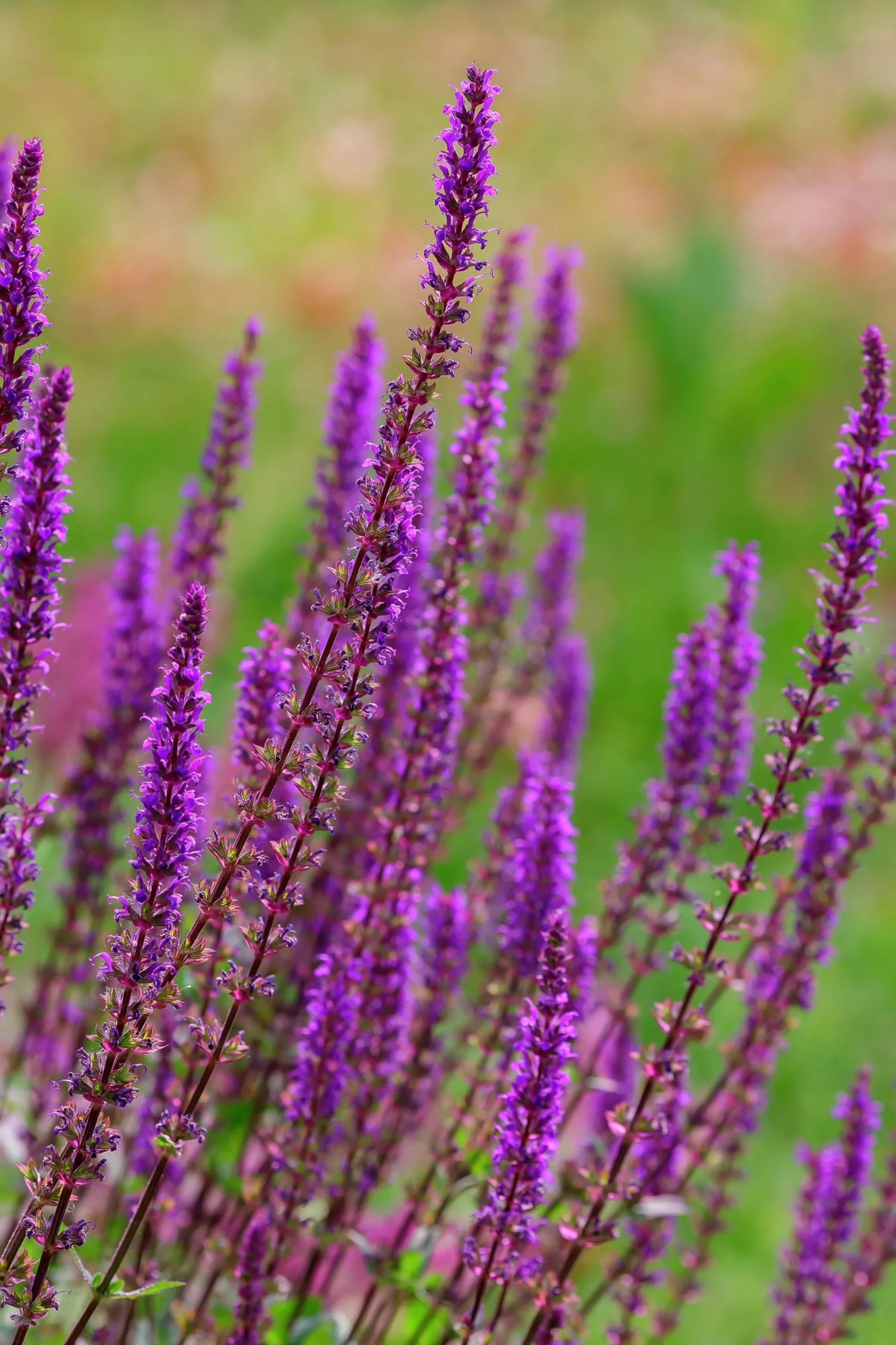 Stäppsalvia 'Amethyst'>Omnia garden Hot