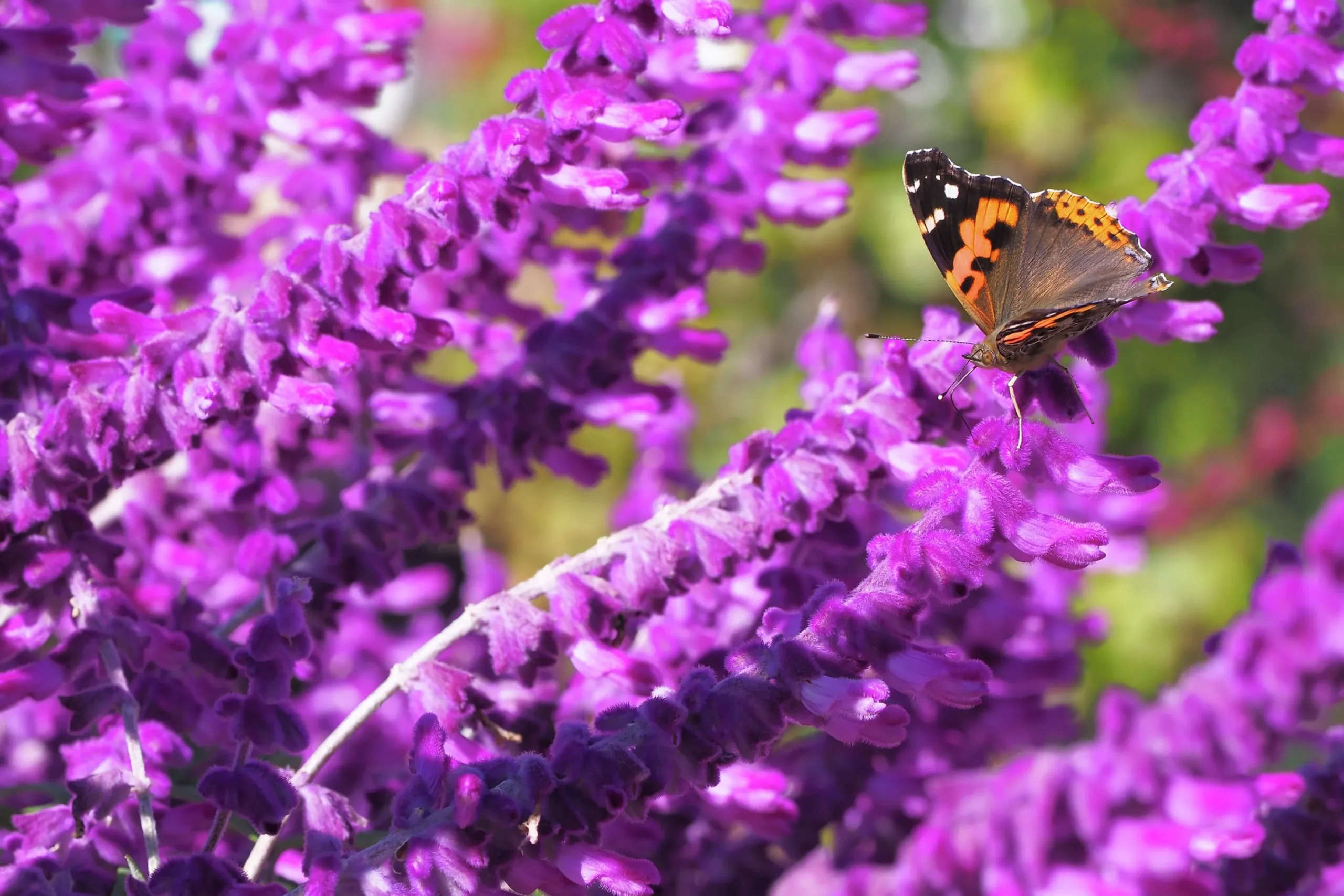 Stäppsalvia 'Amethyst'>Omnia garden Hot