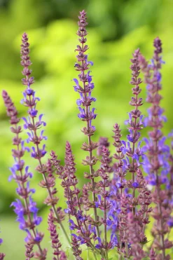 Stäppsalvia 'Blaukönigin'>Omnia garden Clearance