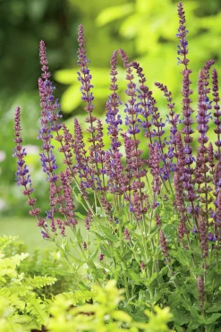 Stäppsalvia 'Blaukönigin'>Omnia garden Clearance
