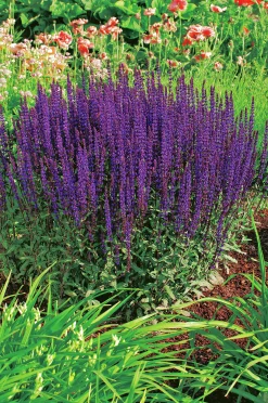 Stäppsalvia 'Caradonna'>Omnia garden Discount