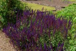 Stäppsalvia 'Mainacht'>Omnia garden Clearance