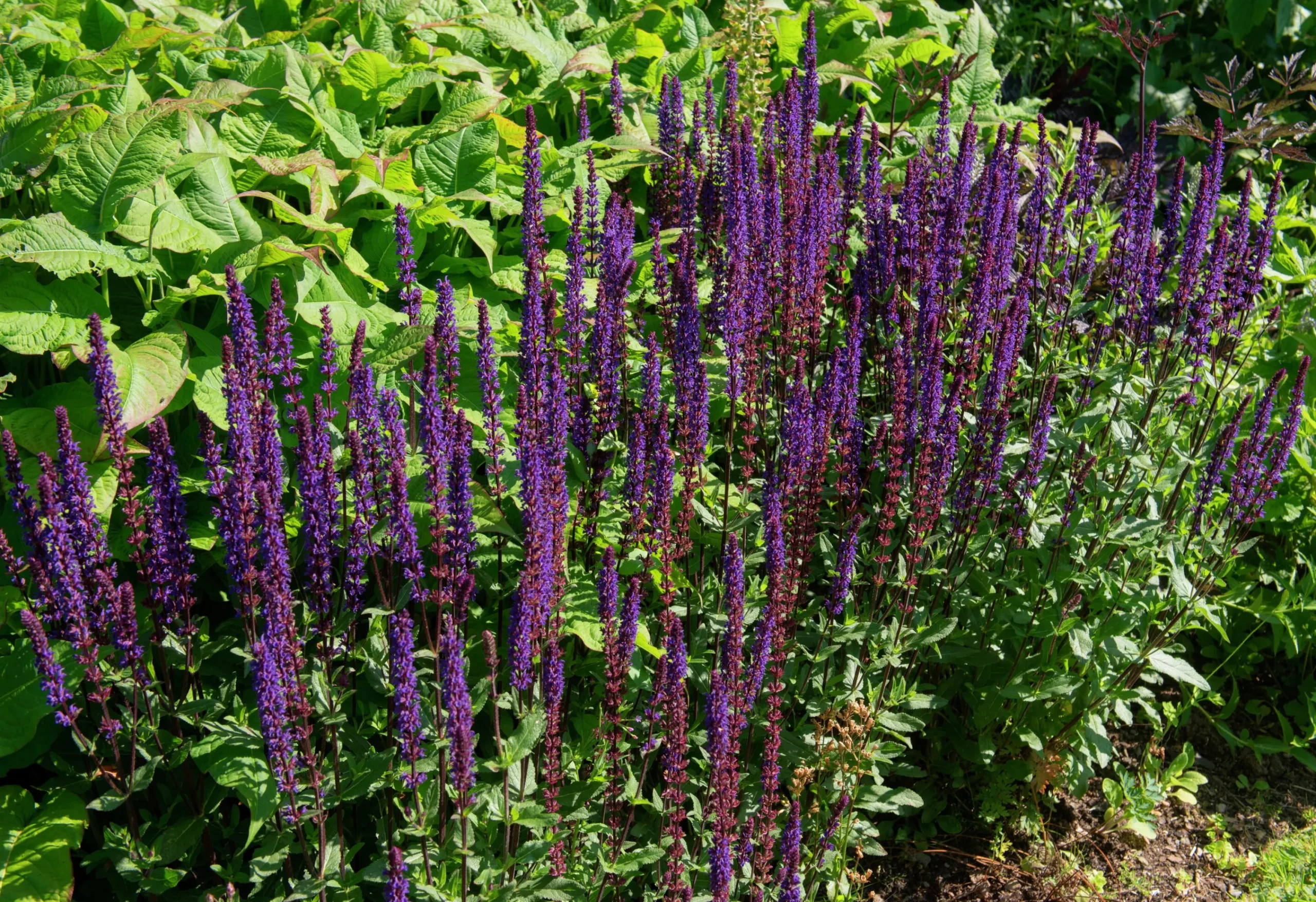 Stäppsalvia 'Mainacht'>Omnia garden Clearance