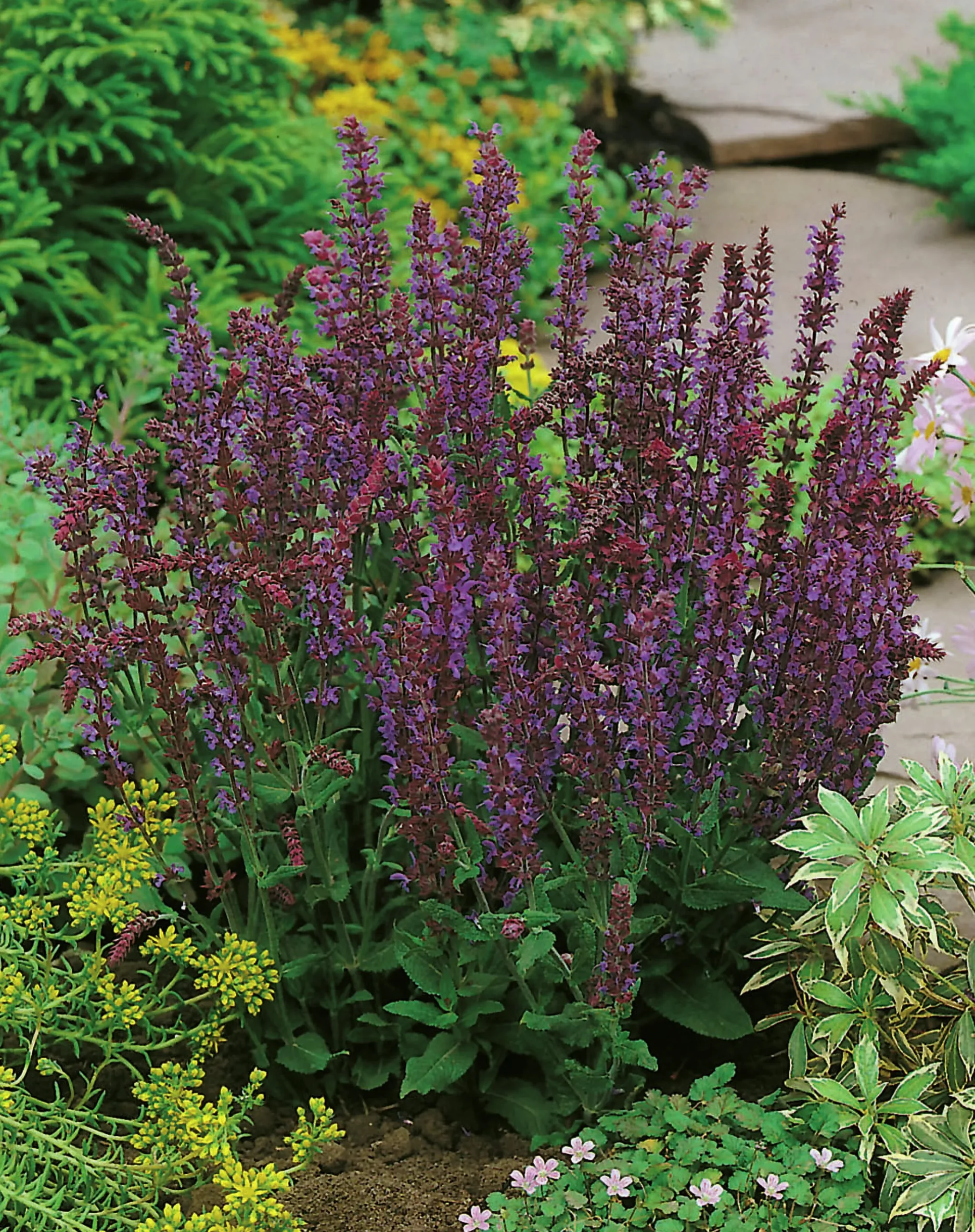 Stäppsalvia 'Ostfriesland' 2L>Omnia garden Best