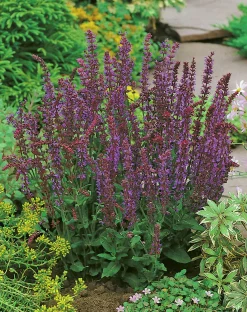 Stäppsalvia 'Ostfrisland'>Omnia garden Clearance