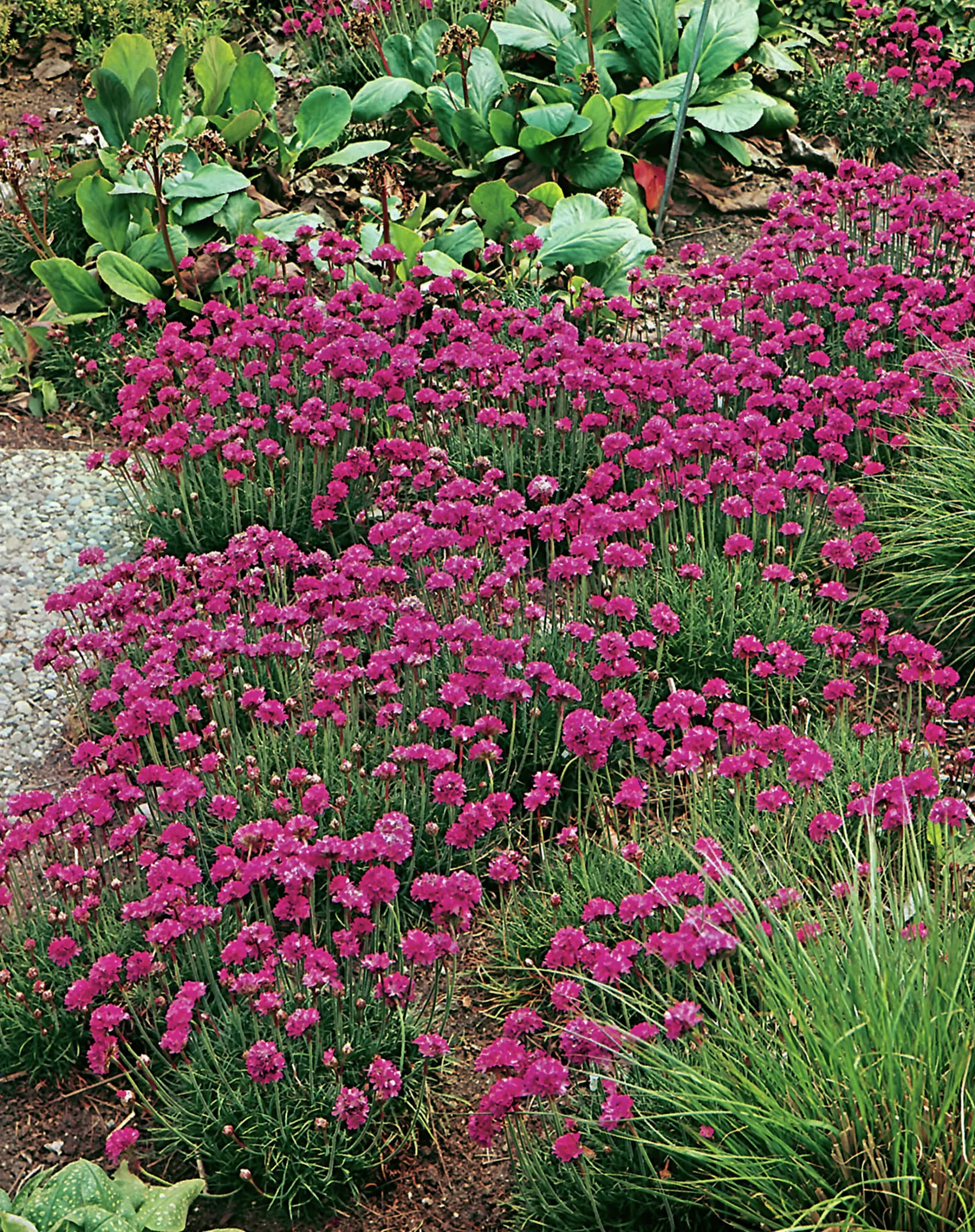 Strandtrift 'Dusseldorfer stolz'>Omnia garden Clearance