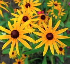 Strålrudbeckia 'Goldtrum'>Omnia garden Outlet