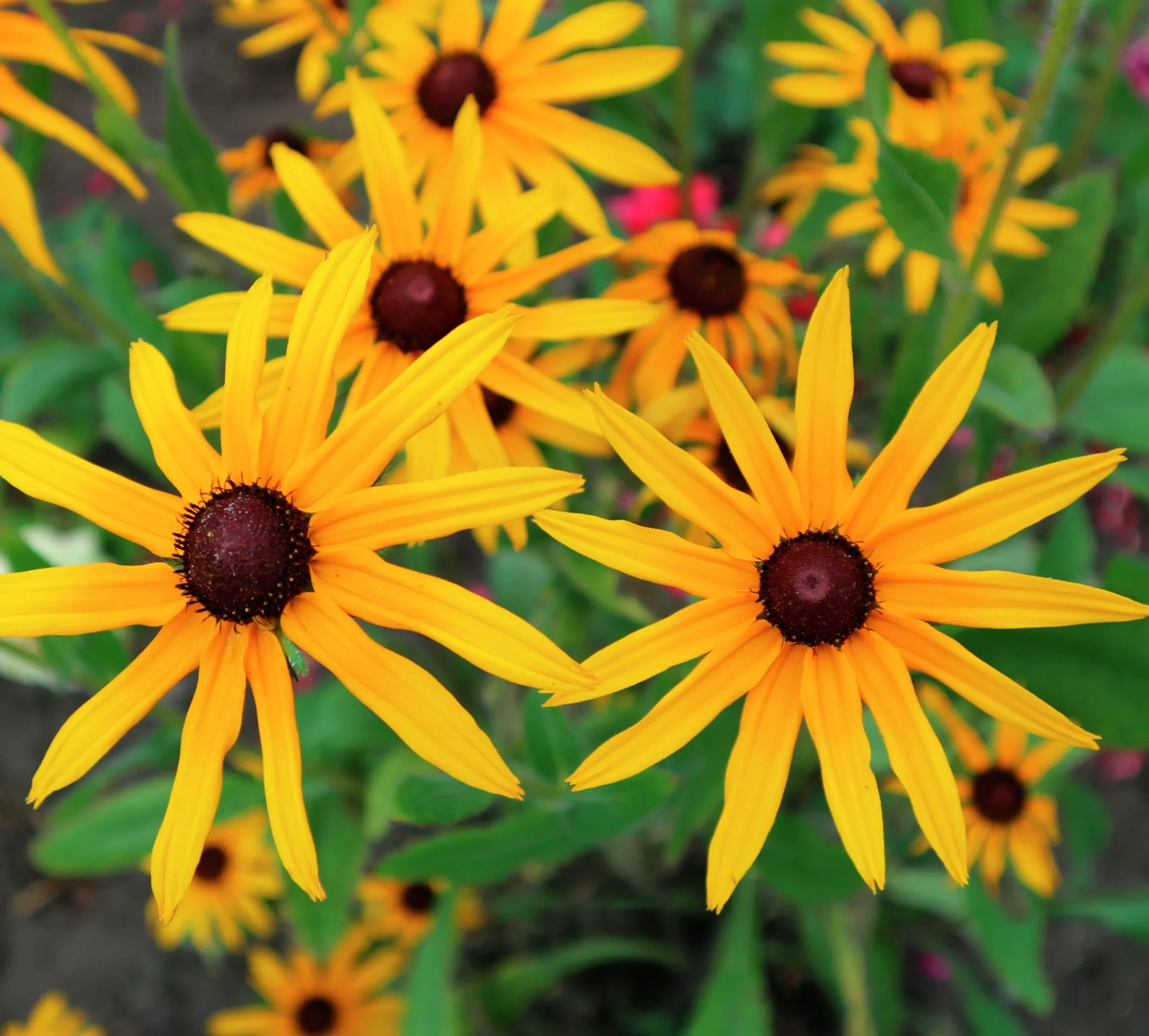 Strålrudbeckia 'Goldtrum'>Omnia garden Outlet