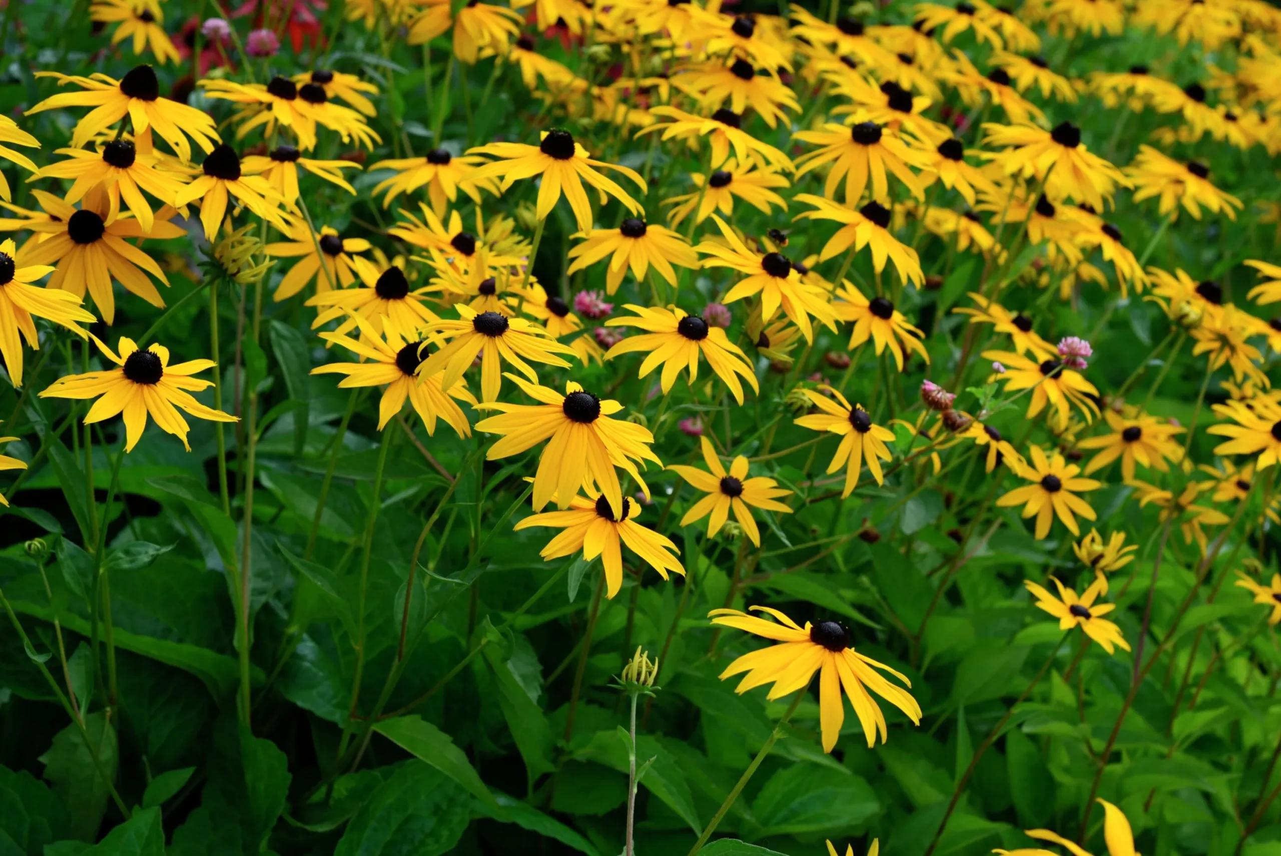 Strålrudbeckia 'Goldtrum'>Omnia garden Outlet