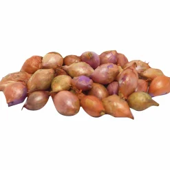 Sättlök Rosa Värmebehandlad Rosanna 250g>Nelson Garden Best