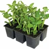 Sättpotatis lat. Solanum tuberosum 6-p>Mäster Grön Online