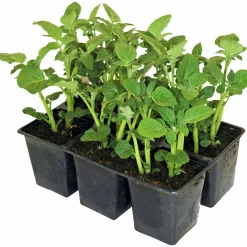 Sättpotatis lat. Solanum tuberosum 6-p>Mäster Grön Online