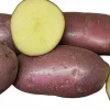 Sättpotatis Asterix Höst 15kg>LPM Discount