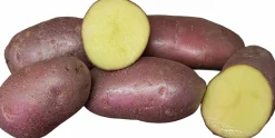 Sättpotatis Asterix Höst 15kg>LPM Discount