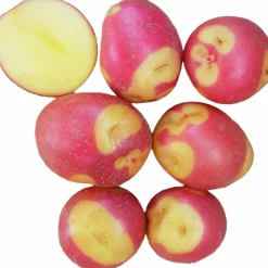 Sättpotatis Celebration Sommar 1kg>LPM New