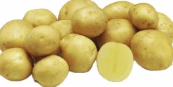 Sättpotatis Jacky Höst 1kg>LPM Clearance