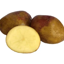 Sättpotatis King Edward Höst 15kg>LPM Hot
