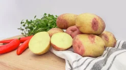 Sättpotatis King Edward Höst 15kg>LPM Hot