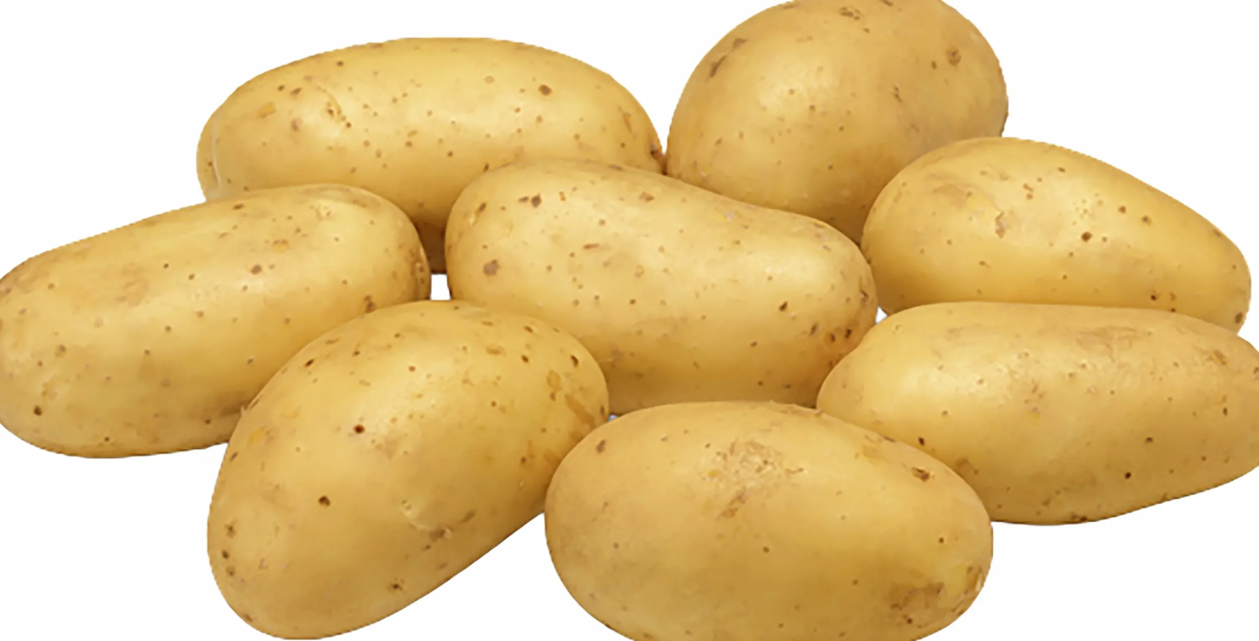 Sättpotatis Levante Eko Höst>LPM Best
