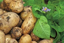 Sättpotatis Princess Sommar 3kg><noscript><img width=