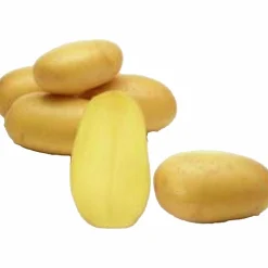 Sättpotatis Queen Anne Eko Höst 1kg>LPM