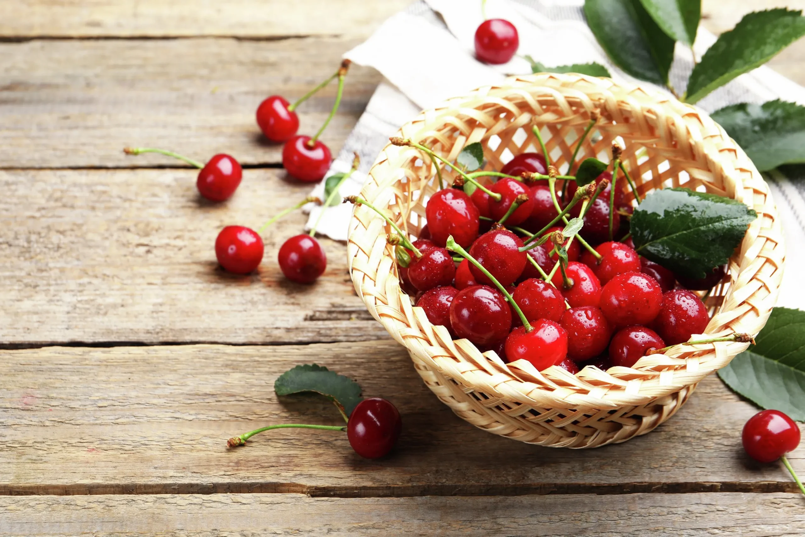 Surkörsbär 'Berit'>Omnia garden Online