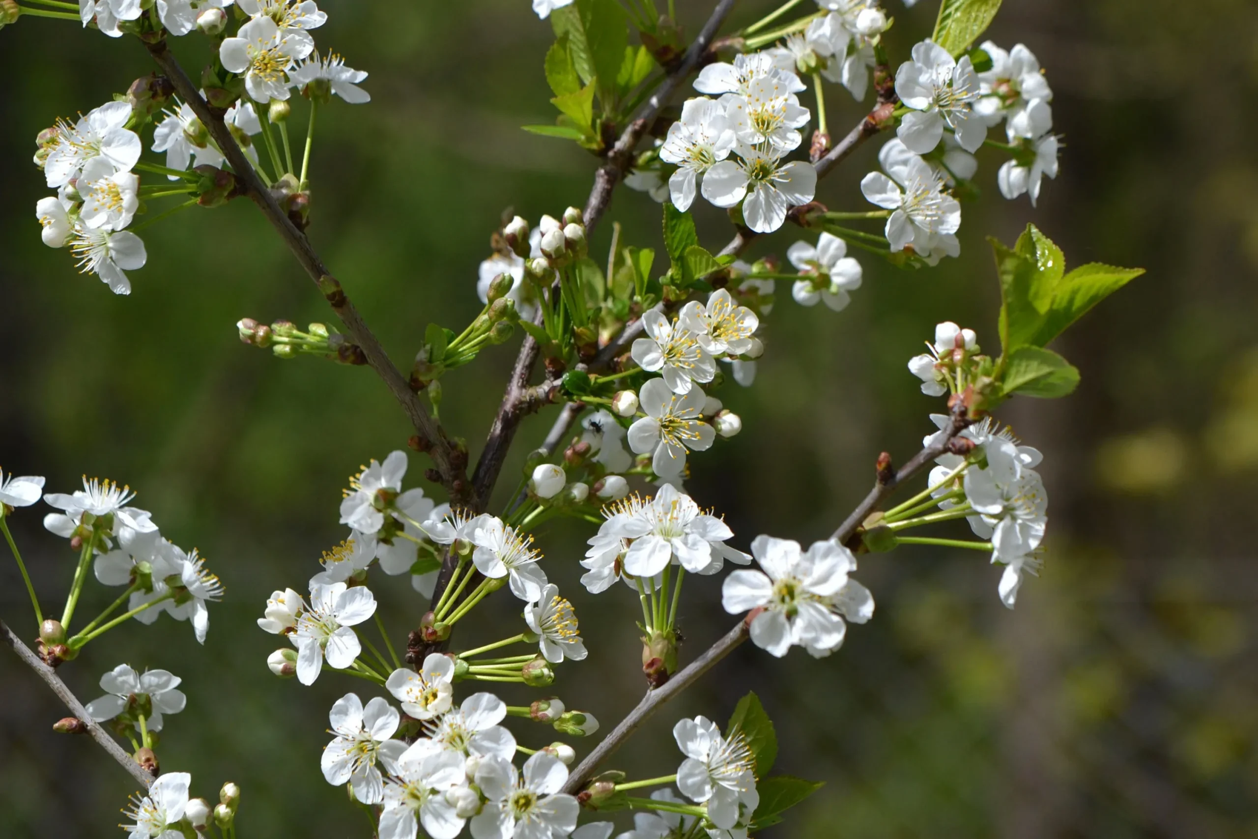 Surkörsbär 'Berit'>Omnia garden Online