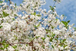 Surkörsbär 'Huvimaja'>Omnia garden Clearance