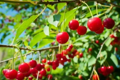 Surkörsbär 'Huvimaja'><noscript><img width=