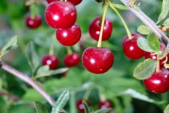 Surkörsbär 'Huvimaja'><noscript><img width=
