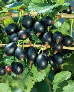 a Krusvinbär / Jostabär 'Josta'>Omnia garden Discount