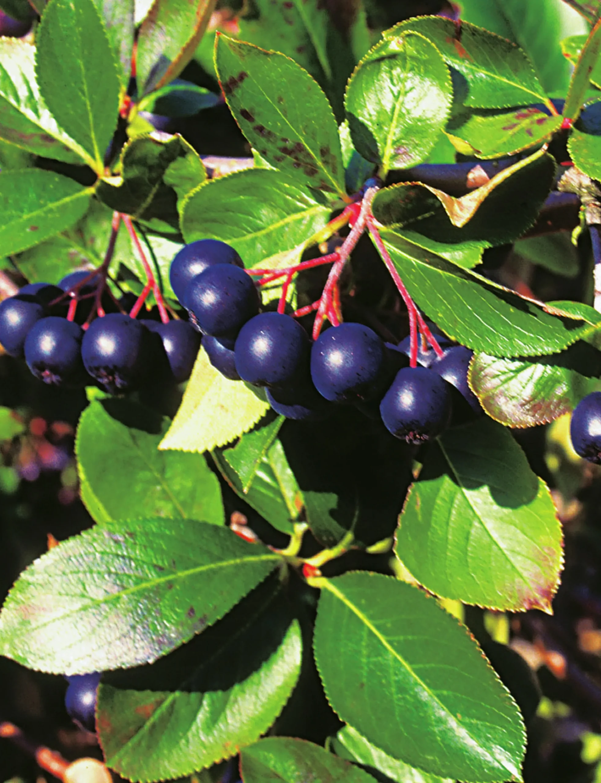Aronia 'Hugin'>Omnia garden Best