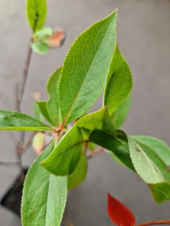 aronia 'Hugin' D:9-11cm Certifierad Krukodlad>Omnia garden Sale