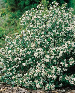 aronia 'Hugin' D:9-11cm Certifierad Krukodlad>Omnia garden Sale
