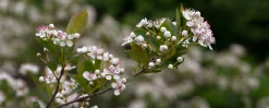 aronia 'Hugin' D:9-11cm Certifierad Krukodlad><noscript><img width=