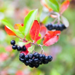 aronia 'Hugin' D:9-11cm Certifierad Krukodlad><noscript><img width=