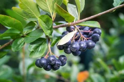 aronia 'Hugin' D:9-11cm Certifierad Krukodlad><noscript><img width=