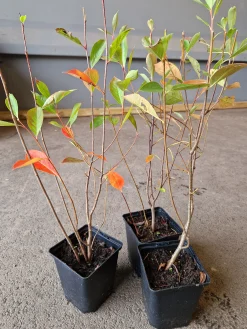 aronia 'Hugin' D:9-11cm Certifierad Krukodlad><noscript><img width=