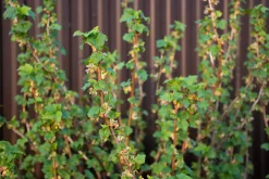 a vinbär 'Balsgård Martin'>Omnia garden