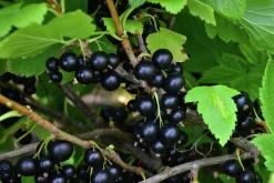 a vinbär 'Balsgård Martin'><noscript><img width=
