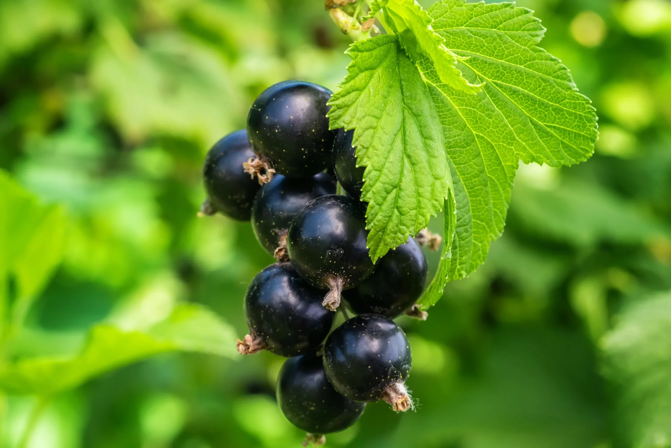 a vinbär 'Öjebyn'>Omnia garden New
