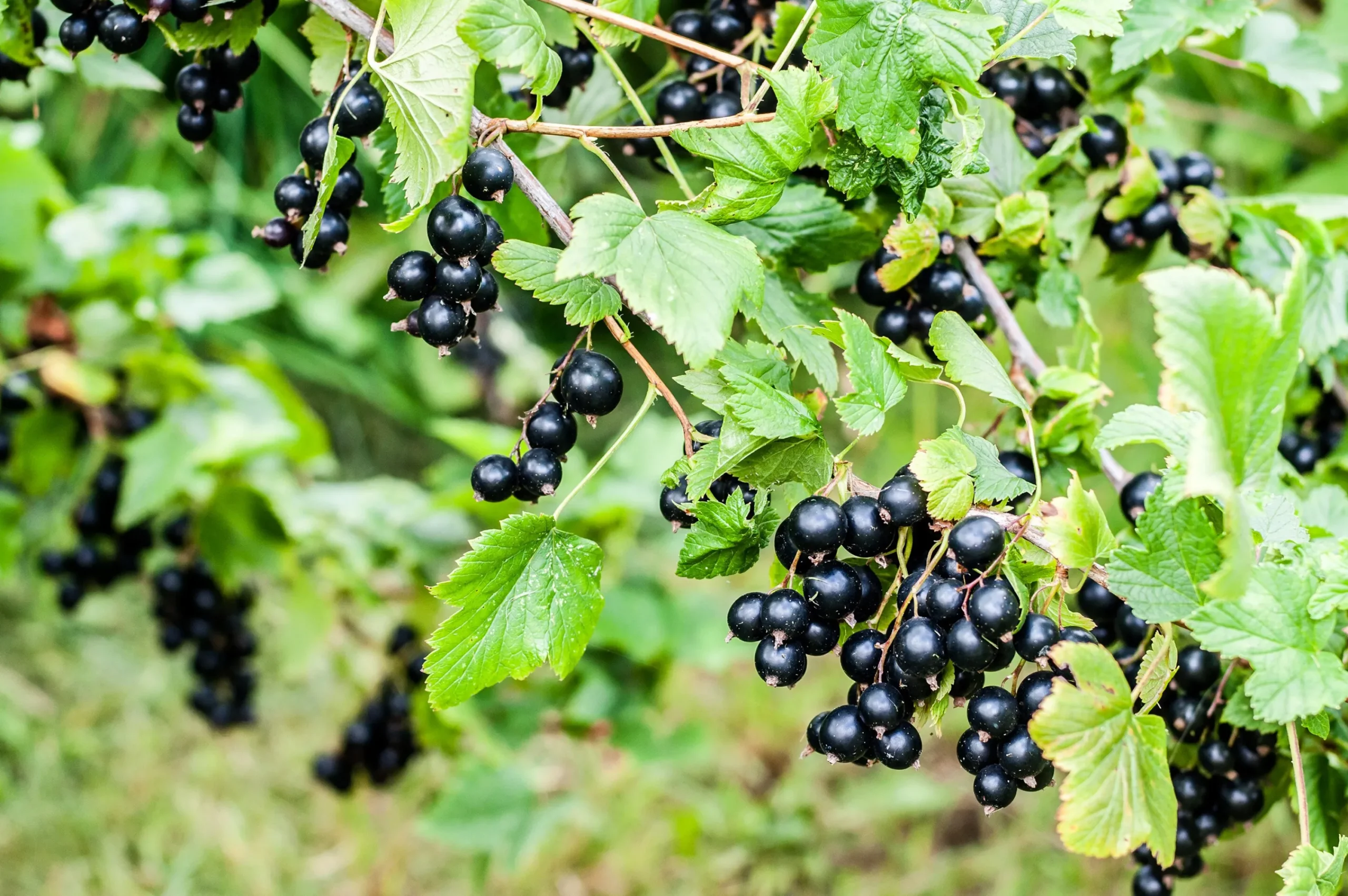 a vinbär 'Öjebyn'>Omnia garden New