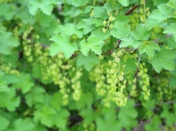 a vinbär 'Öjebyn'><noscript><img width=