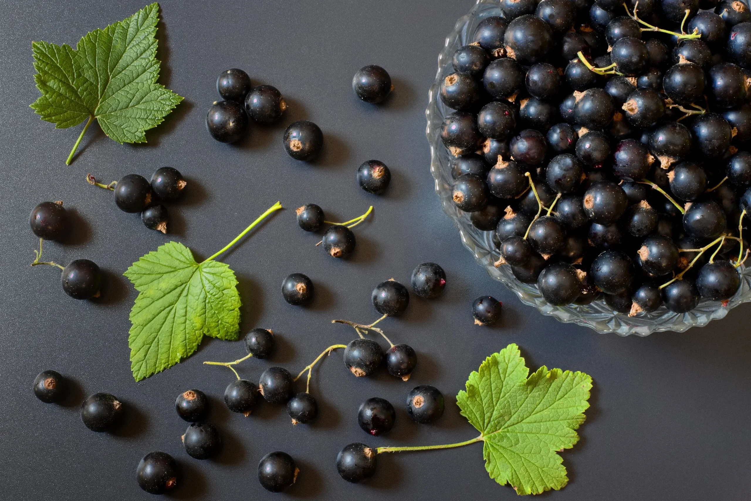 a vinbär 'Öjebyn'>Omnia garden New